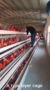 A Type Layer Battery Chicken Cage System In Poultry Farm Big Capacity