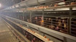 gaiola das aves domésticas