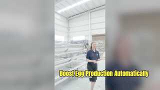 Sistema de gaiola de camada de aves de alta capacidade para agricultura moderna