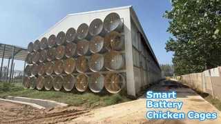 Galpão de frango com camada de bateria com controle ambiental
