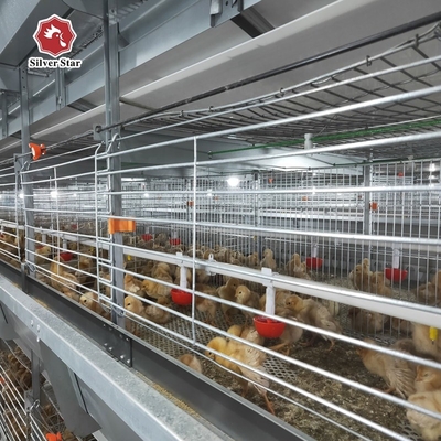 Hot Dipped Broiler H Type Chicken Cage Full Automatic