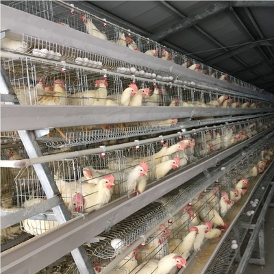 Hot Galvanized Poultry Farming Battery Cage System For Laying Hen