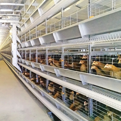 Hot Dip Battery Chicken Cages Coop Galvanized Steel H Type Egg Layer 384 Birds / Set