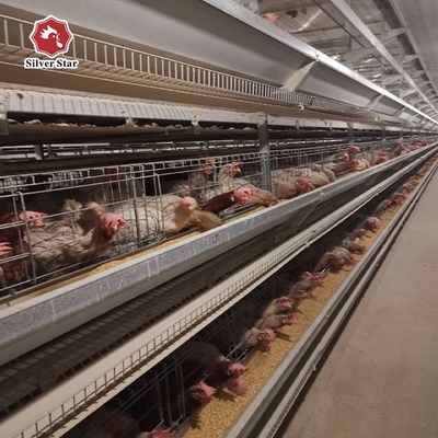 H Type Chicken Farm Battery Cages Dubai Large Scale Laying Hens 275g / M2