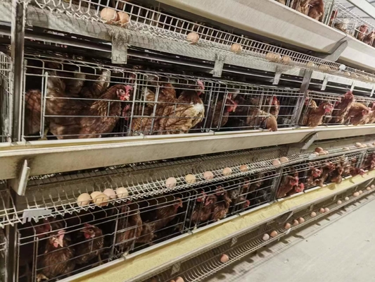 H Frame Layer Poultry Battery Cage With Belt Or Scraper Manure Removal System