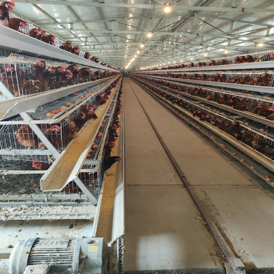 Poultry Farm A Type Chicken Cages For Laying Eggs Stable Structure