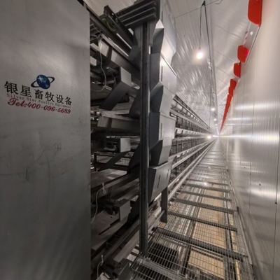 4-Tier Fully Automated Layer H-Type Fully Automatic Layer Cage: Revolutionizing Poultry Farming Efficiency