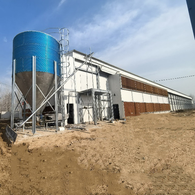 4-Tier Fully Automated Layer H-Type Fully Automatic Layer Cage: Revolutionizing Poultry Farming Efficiency
