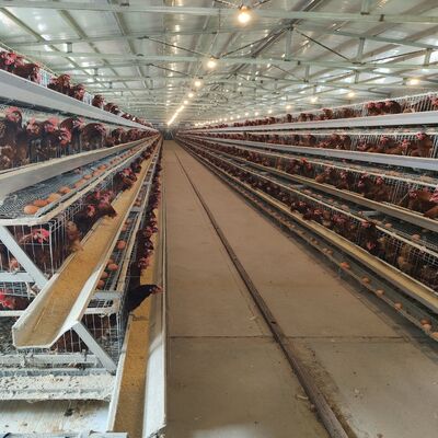 3 Tiers A-Type Layer Chicken Cage with Hot-Dip Galvanized Steel and Automatic Egg Collection System