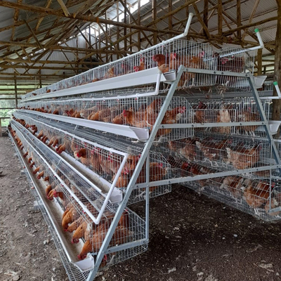 3, 4, 5 Tiers A Frame Layer Cages Chicken Poultry Laying Hens House Equipment