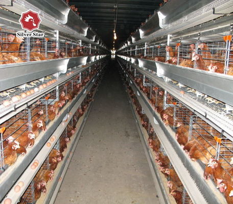 Sistema automático de gaiolas de bateria de frangos de corte tipo H para fazendas comerciais de frangos com galvanização a quente de 3-8 níveis