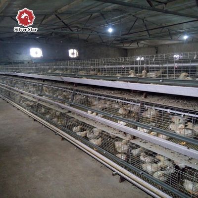 Melhor preço Sistema de gaiola de frango de tipo A Automático Caiola de frango de tipo A para 1000 ₹ 50000 galinhas