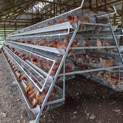 3 Tiers / 4 Tiers Hen Coop Layer Chicken Cage System A Type