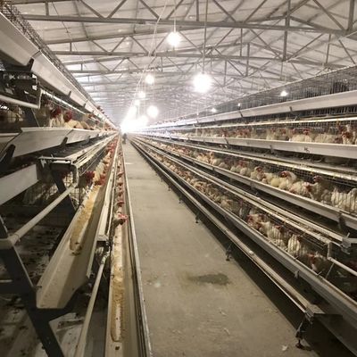 Gaiola de frango de camada durável com 3 ou 4 camadas para utilização de espaço e resistência à corrosão de longa duração, adequada para granjas avícolas