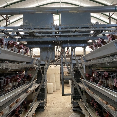 Aves de capoeira Tipo H 3 camadas 4 camadas Galinhas poedeiras Ovo Galinha Gaiola