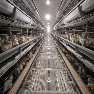 Sistema de Gaiola de Frango de Corte Tipo H Direto da Fábrica com Galvanização a Quente, Tapetes de Plástico Macio e Limpeza Automatizada de Esterco para Fazendas Comerciais de Frango de Corte