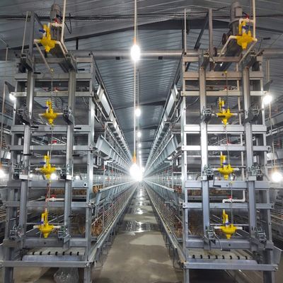 H Type Broiler Cage System with Hot Dip Galvanizing for High Density Breeding and Automatic Feeding