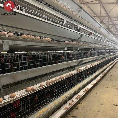 Caixa de camada tipo H com galvanização a quente e alimentação automática para grandes projetos de criação de aves de capoeira