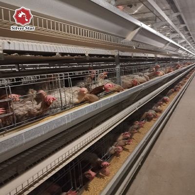 Sistema de Gaiola para Frangos Tipo H | Equipamento Automático para Avicultura em Fazendas Comerciais de Ovos