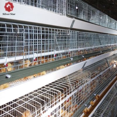 Sistema automatizado de gaiolas de frango tipo H para explorações comerciais de aves de capoeira