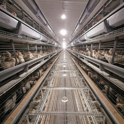 Layer Poultry Battery Cage With Belt Or Scraper Manure Removal System