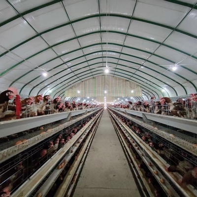 H Frame Layer Poultry Battery Cage With Belt Or Scraper Manure Removal System