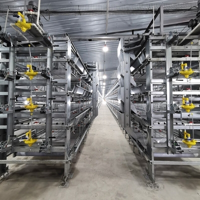 Equipamento de criação de aves de capoeira Tipo H Sistema automático Bateria Caixa de frango de frango