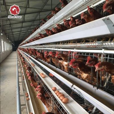 Sistema de gaiola de galinha de camada do tipo A com design de 3 / 4 camadas, alimentação automática e coleta de ovos, aço galvanizado a quente para fazendas de aves de capoeira