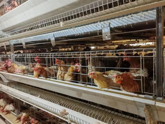 H Frame Layer Poultry Battery Cage With Belt Or Scraper Manure Removal System