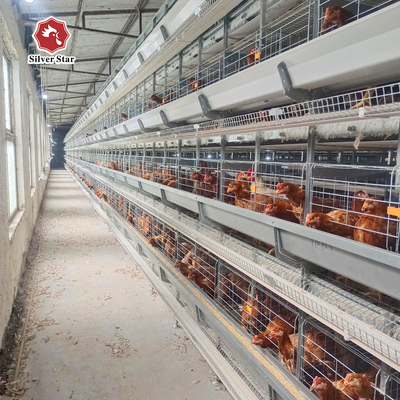 4-Tier Fully Automated Layer H-Type Fully Automatic Layer Cage: Revolutionizing Poultry Farming Efficiency