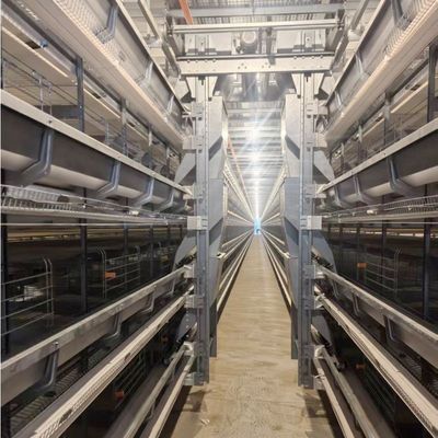 Upgrade Your Poultry Farming with Layer Chicken Cage and Durable Equipment