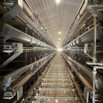 Fabricante de gaiolas de frango de camada Sistema automático de alimentação e bebida para frango de camada de ovo