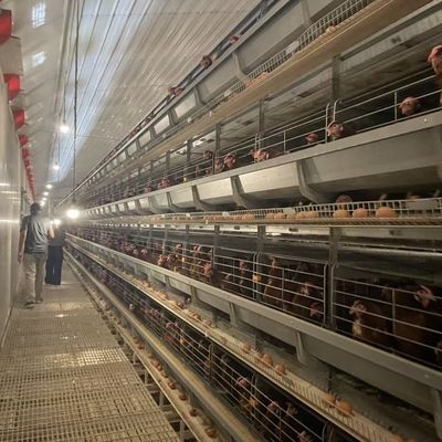Sistema de Gaiola de Bateria Automática Tipo H com Aço Galvanizado a Quente para Vida Útil de 15-20 Anos e Coleta Automática de Ovos