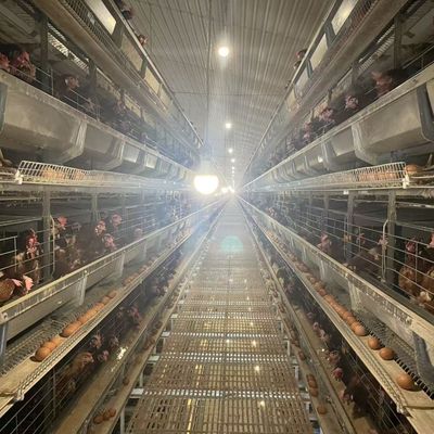 Battery Layer Cages hot-dip galvanized steel for Poultry Farm Egg Chicken Cage Equipment