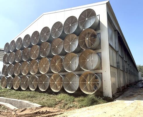 Fully Automatic Environmental Controlled System Battery Chicken Cages More Than 25 Years Life Span Optimized for Modern Poultry Farming Needs