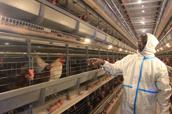 Design Galinheiro Postura Galinheiro Tipo H Gaiolas Frangos Alimentador Sistema de Gaiola Bateria Ovo Galinha Carne Camada Raça Equipamento de Granja Avícola