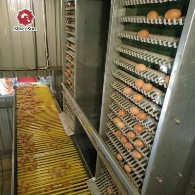 Gaiola de frango em camada galvanizada por imersão a quente com alimentação automática e coleta de ovos para avicultura