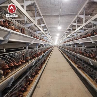 Sistema automático de gaiolas de bateria para frangos de frango tipo H. Galvanizado a quente