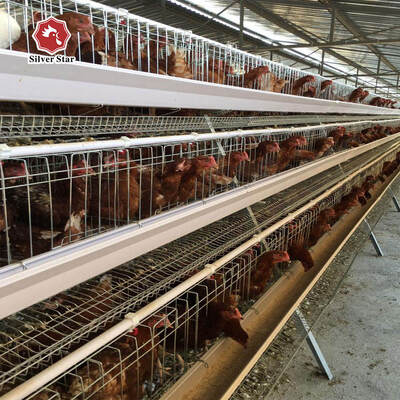 Sistema de gaiola de bateria para frangos de corte tipo A para avicultura galvanizada a quente tipo A Fabricante de gaiolas de frangos de corte