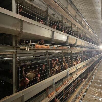 Sistema totalmente automático de gaiola de frango de frango tipo H com alimentação e limpeza automática para fazendas comerciais de frango de carne de alta densidade