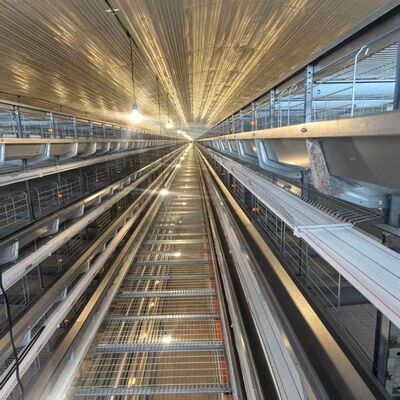 Caixa de frango de 4 camadas com alimentadores adequados para abrigos de galinhas de camada intensiva e operações de alimentação simplificadas