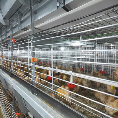 Sistema de gaiola de bateria automática galvanizada a quente para frangos de corte para 100 a 300 galinhas com caldeirão automático