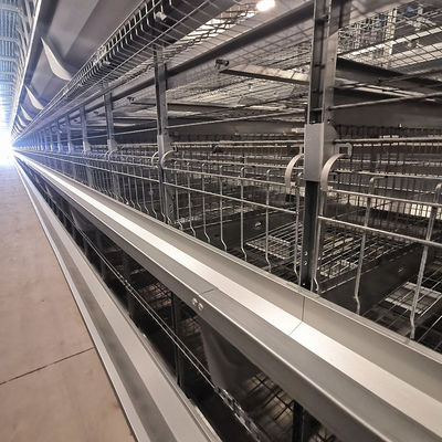 Sistema de Gaiola de Frango Tipo H Direto da Fábrica com Galvanização a Quente, Tapetes de Malha Plástica Macia e Limpeza Automática de Esterco com Correia de PP