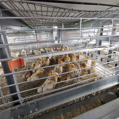 Sistema de Gaiola para Frangos de Corte Tipo H Totalmente Automático com Aço Galvanizado a Quente para 20 Anos de Serviço